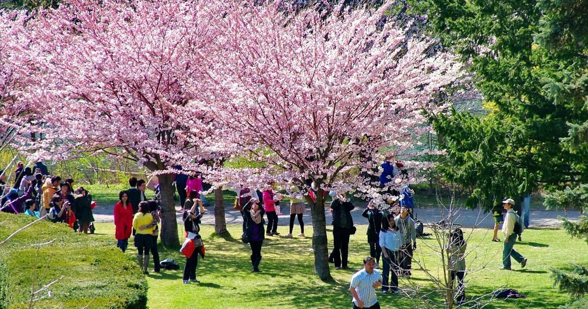 Toronto Cherry Blossoms: Peak Bloom This Weekend