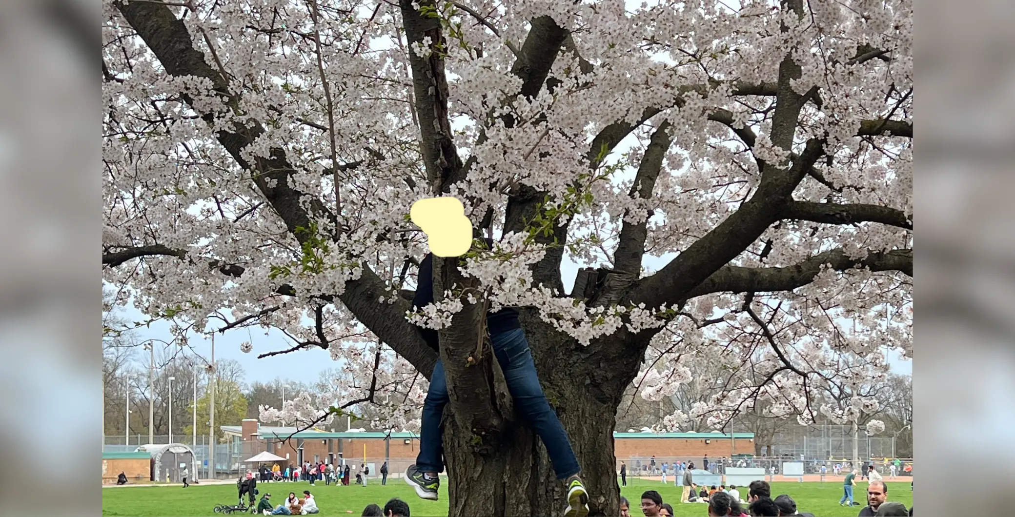 Toronto Cherry Blossoms: Respectful Viewing Plea