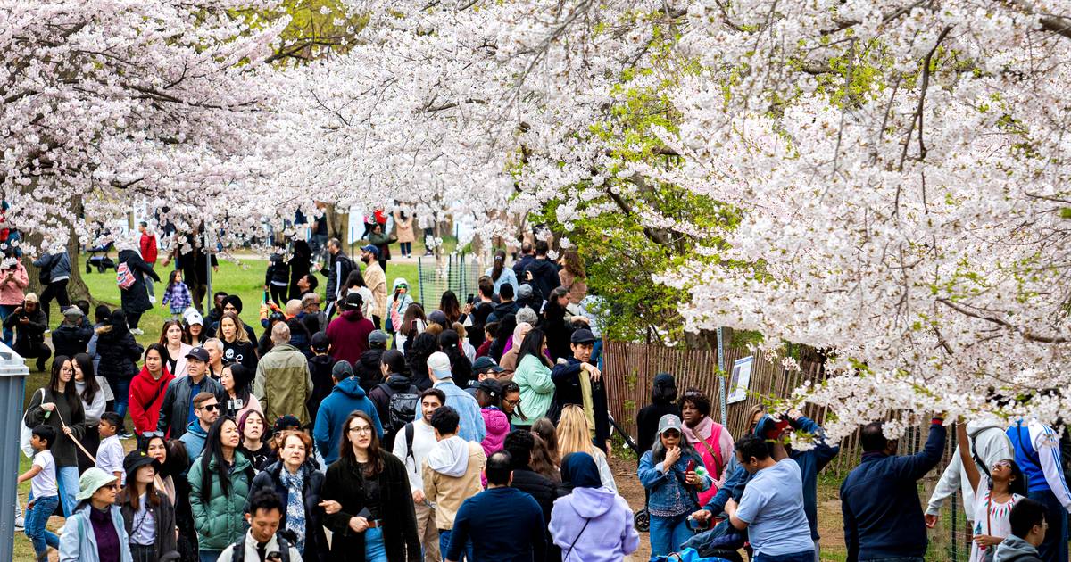 Toronto's High Park: Cherry Blossom Bloom & Crowds